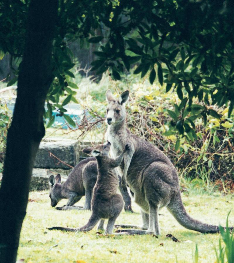 Lorne Bush House Cottages & Eco Retreats Buitenkant foto